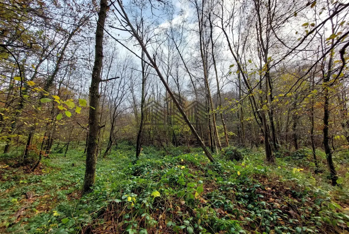 A vendre : Parcelle de forêt de 7 281 m² à Venon 