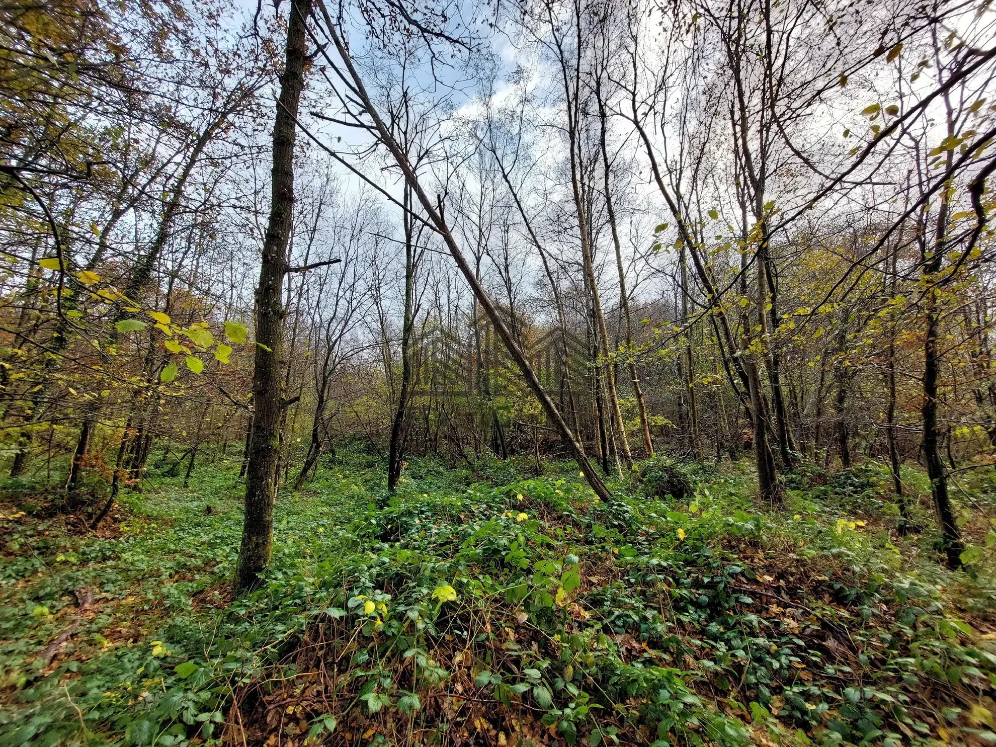 A vendre : Parcelle de forêt de 7 281 m² à Venon 