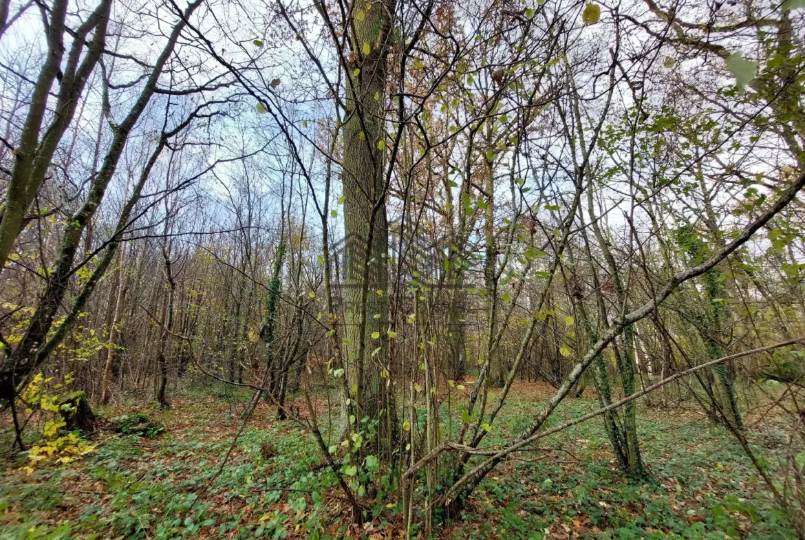 A vendre : Parcelle de forêt de 7 281 m² à Venon 