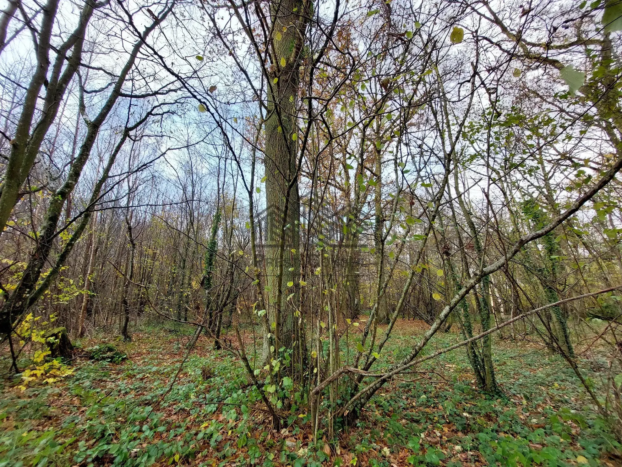 A vendre : Parcelle de forêt de 7 281 m² à Venon 