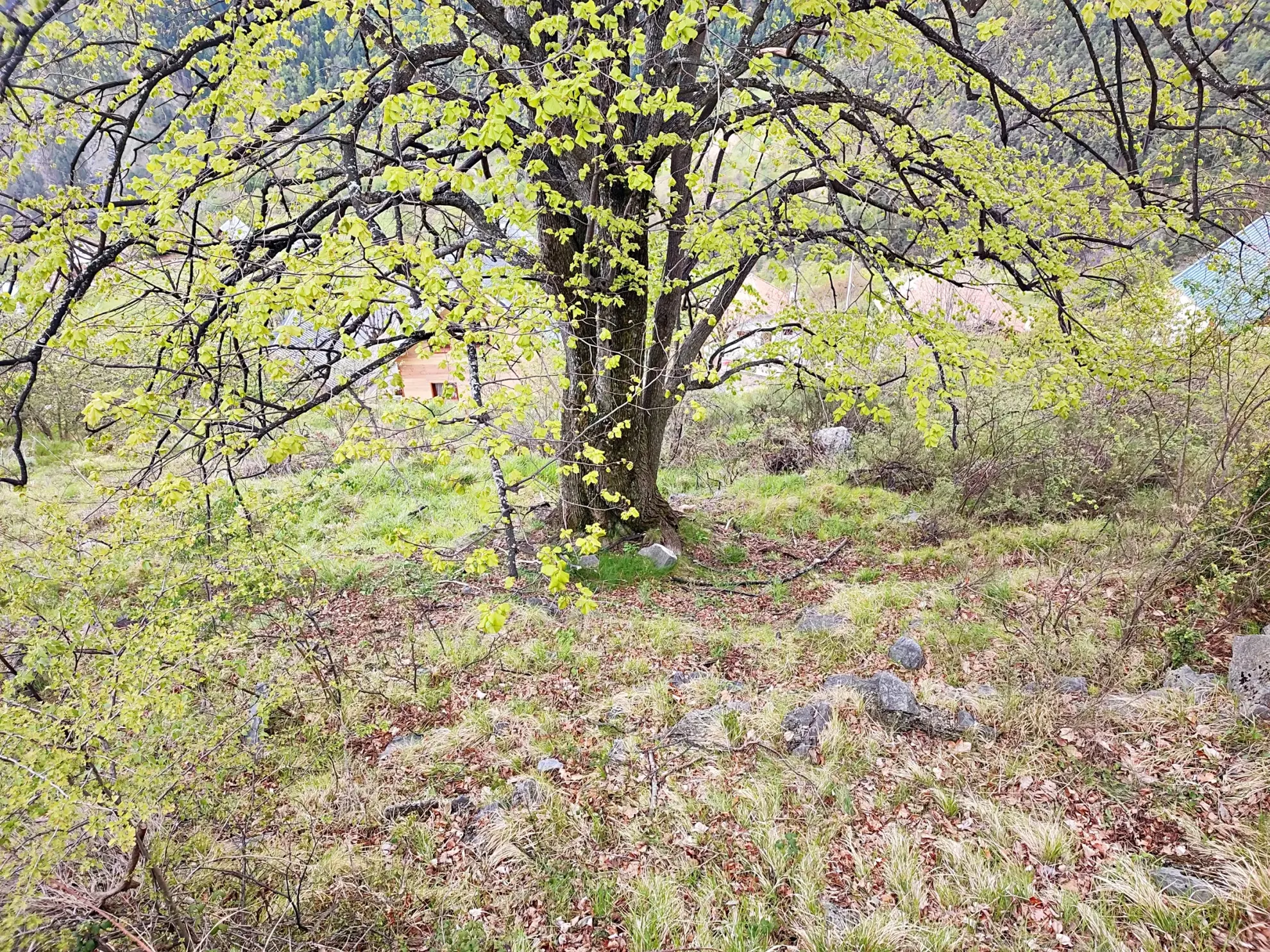 Terrain constructible panoramique de 1397 m² à Venanson 