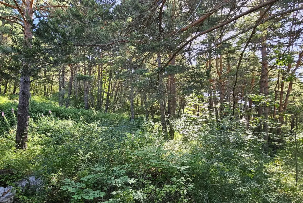 Terrain constructible de plus d'1 hectare à Caille, vue dégagée et exposition sud 