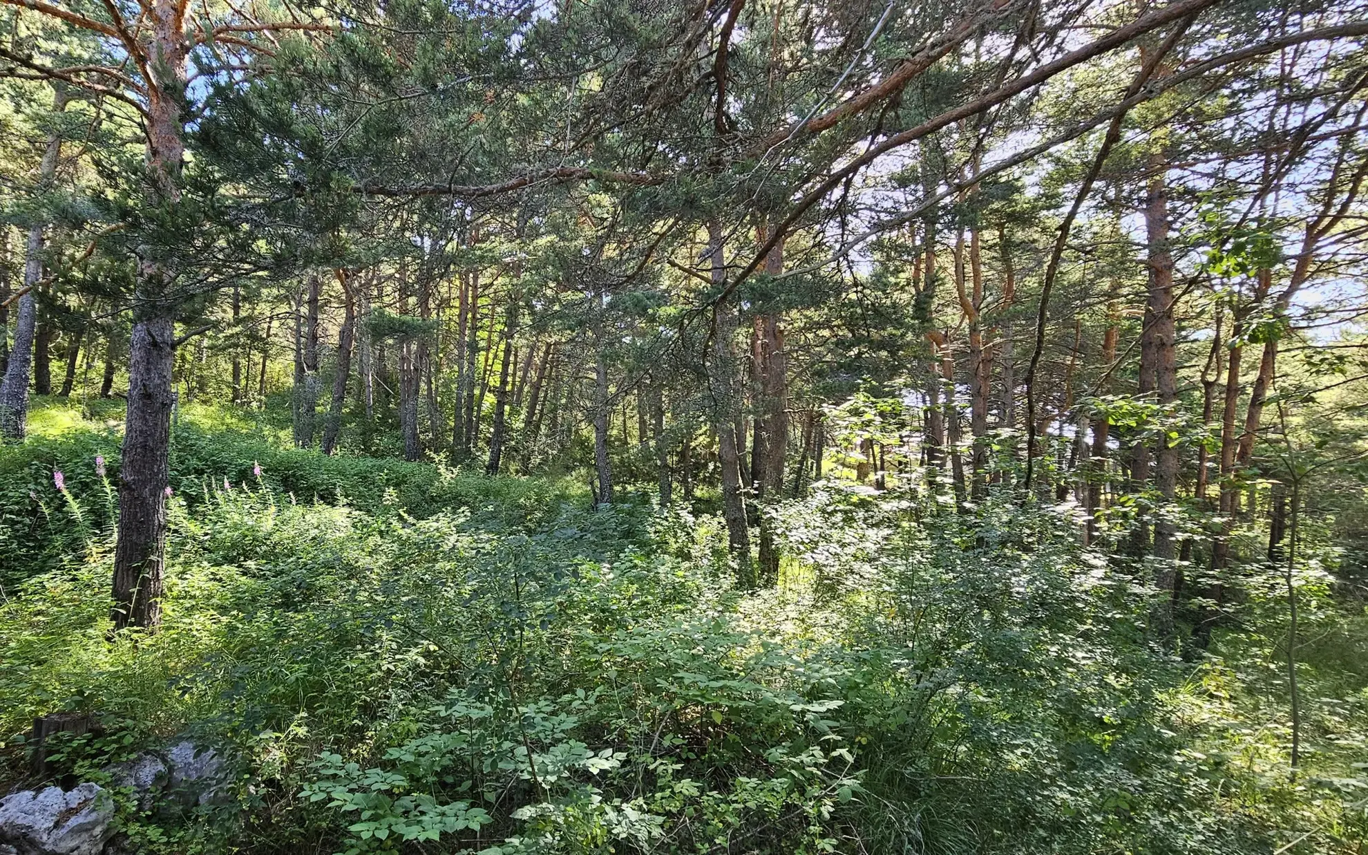 Terrain constructible de plus d'1 hectare à Caille, vue dégagée et exposition sud 