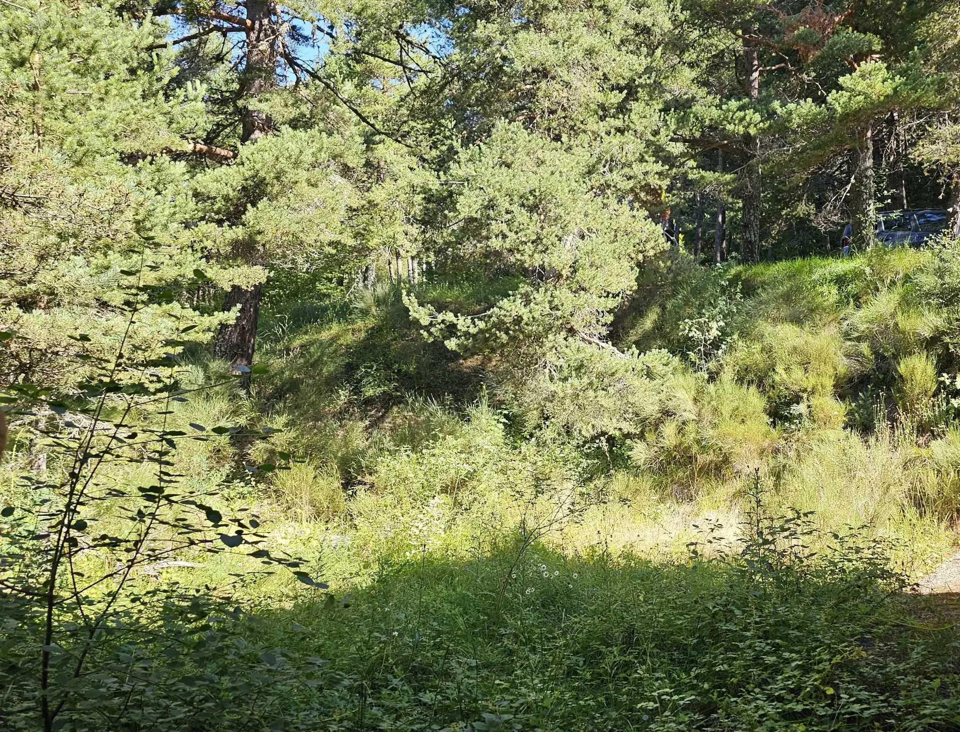 Terrain constructible de plus d'1 hectare à Caille, vue dégagée et exposition sud 