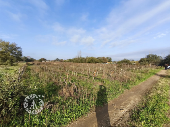 Terrain non constructible de 9255 m² à Villelongue dels Monts