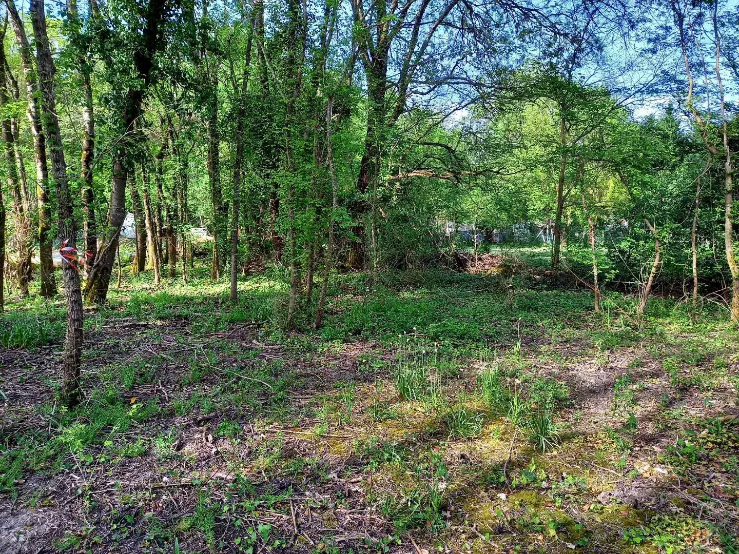 Terrain boisé avec vue imprenable sur l'estuaire de la Gironde 