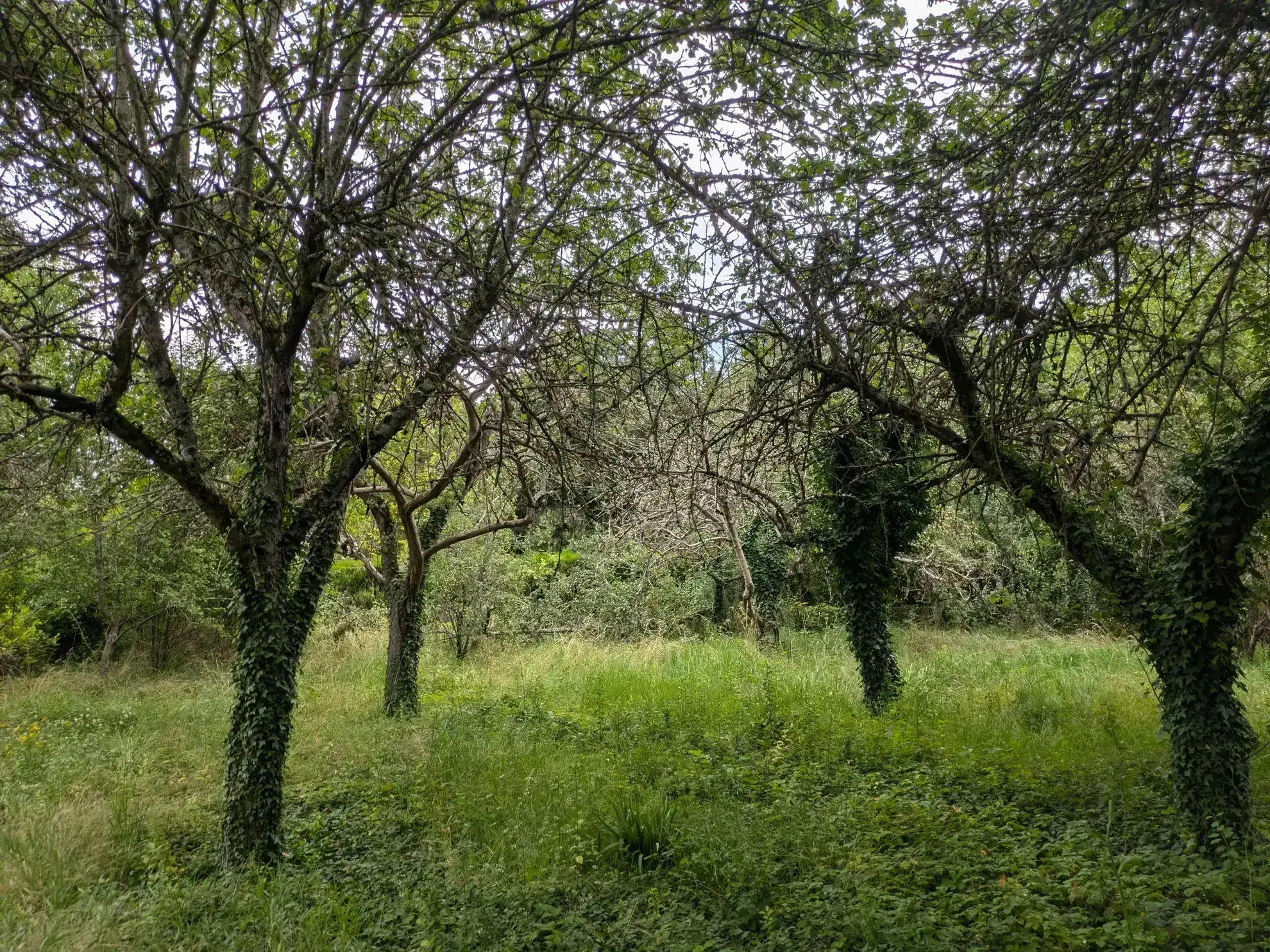 Terrain constructible de 1938 m² à Challuy, idéal pour projet 