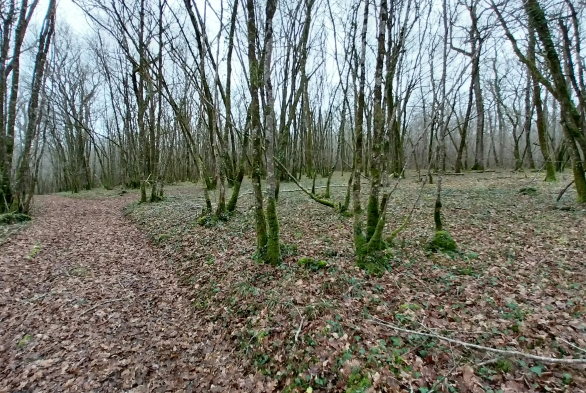 Charmante fermette avec terres à vendre à Bussac 