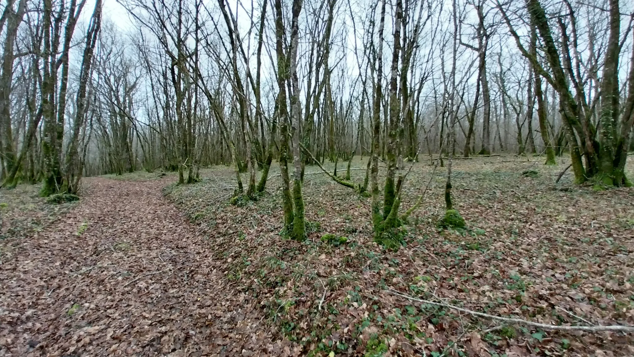 Charmante fermette avec terres à vendre à Bussac 