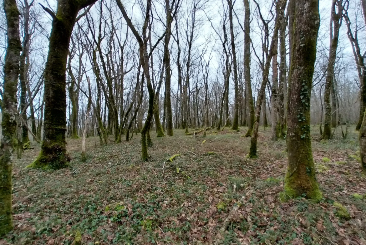 Charmante fermette avec terres à vendre à Bussac 