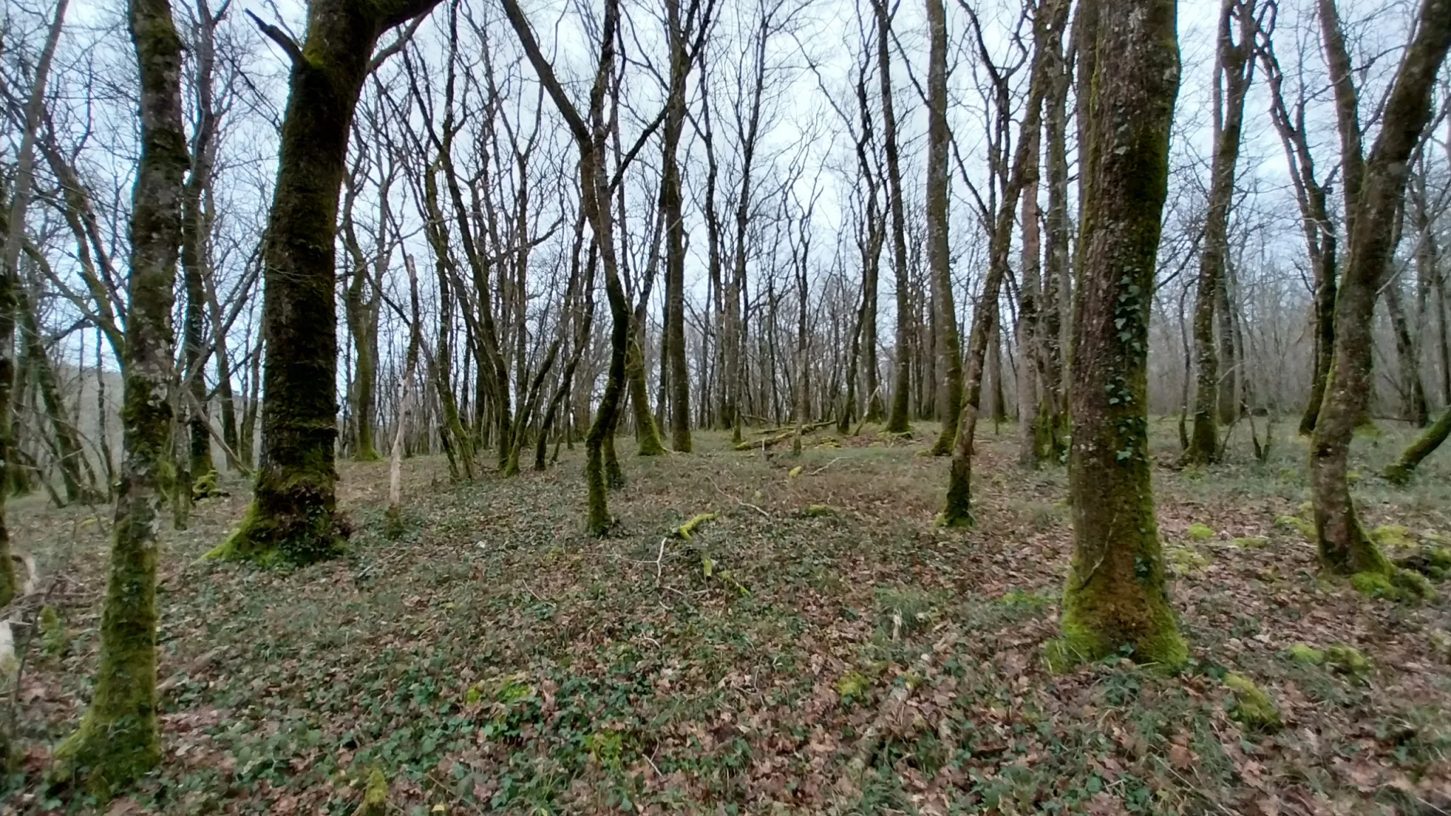 Charmante fermette avec terres à vendre à Bussac 