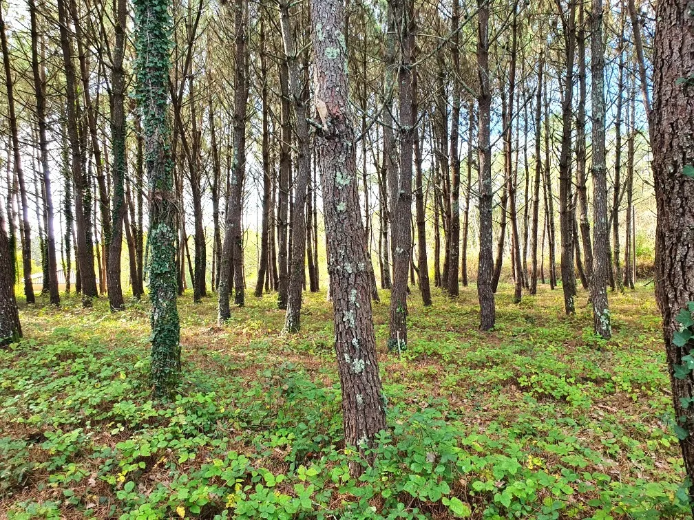 Terrain constructible de 5395 m² à Saint-Germain-du-Salembre 