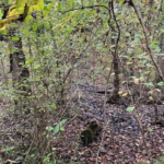 Vente de parcelles de bois à Greneville-En-Beauce et Beaune-La-Rolande