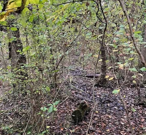 Vente de parcelles de bois à Greneville-En-Beauce et Beaune-La-Rolande