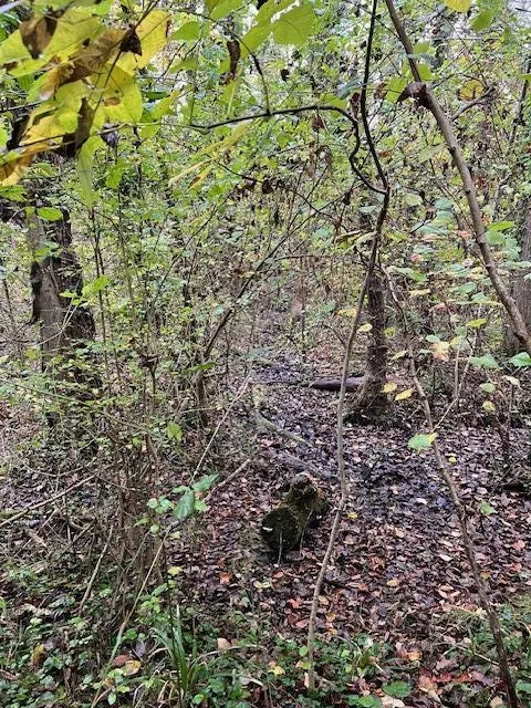 Vente de parcelles de bois à Greneville-En-Beauce et Beaune-La-Rolande