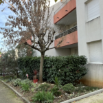 Appartement trois pièces en rez-de-chaussée à Montpellier, vendu loué