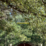 Terrain agricole avec cabanon à Argeles sur Mer