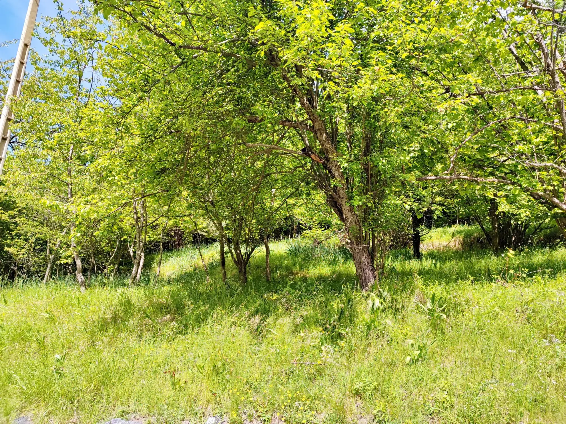 A vendre : terrain de 8 524 m2 avec grange à Belvédère 