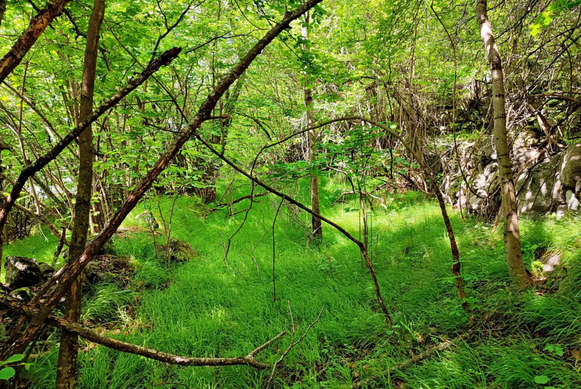 A vendre : terrain de 8 524 m2 avec grange à Belvédère 