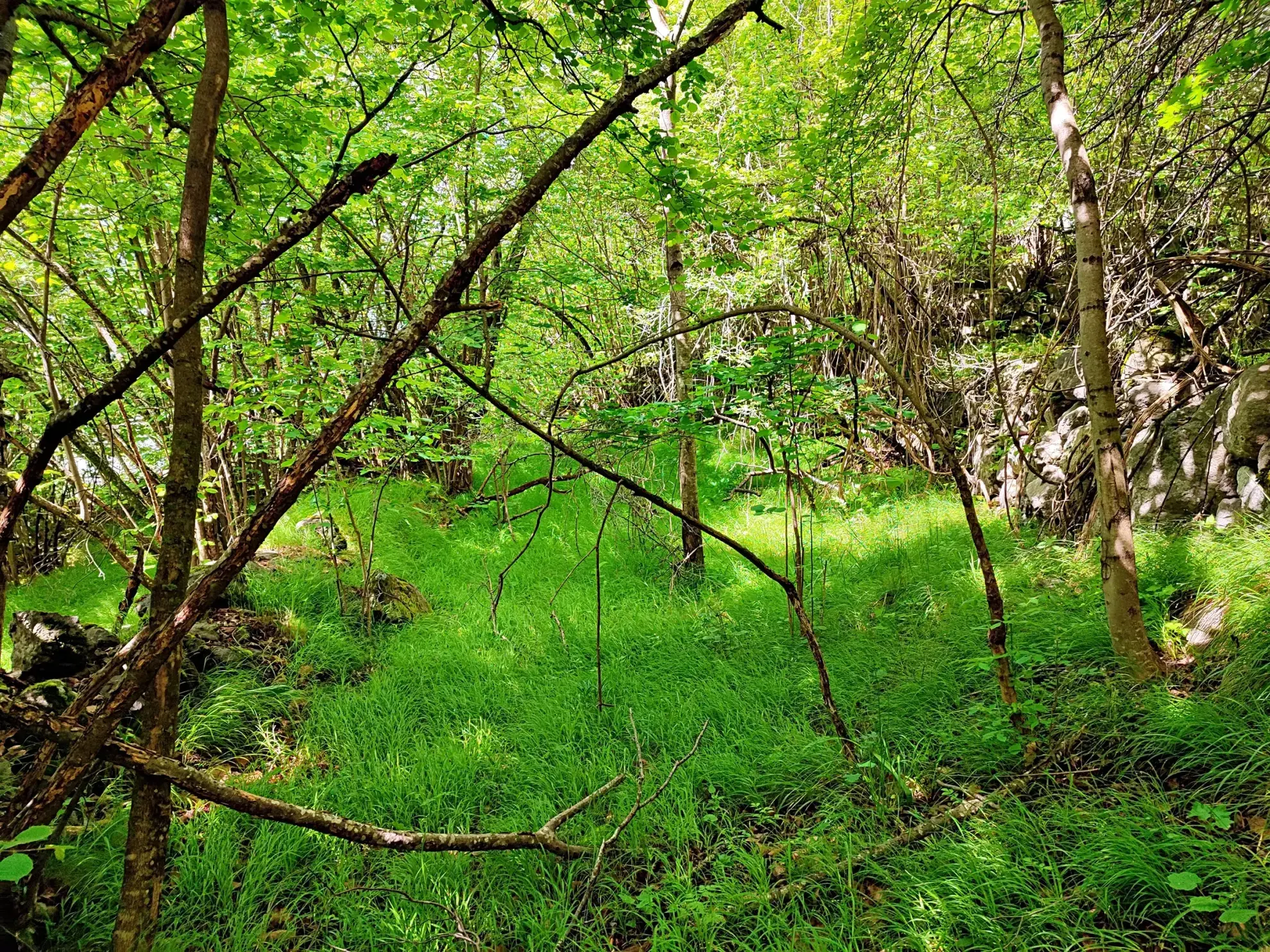 A vendre : terrain de 8 524 m2 avec grange à Belvédère 