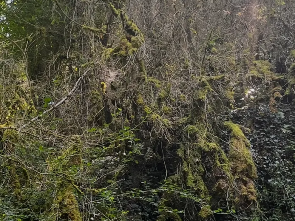 Parcelles de bois de 8567 m2 à Villeconin et Souzy-la-Briche