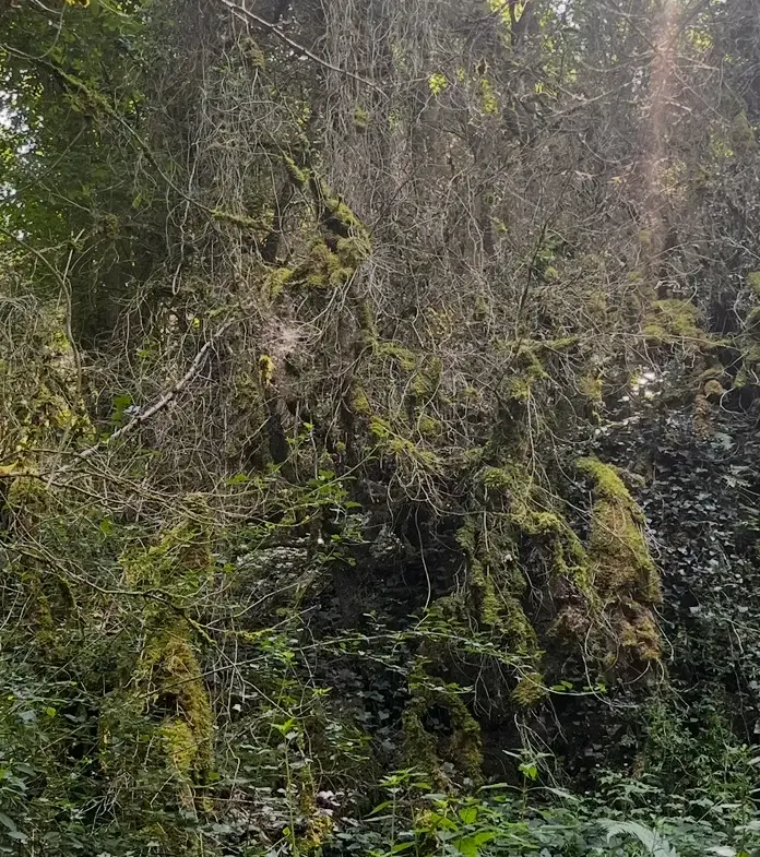 Parcelles de bois de 8567 m2 à Villeconin et Souzy-la-Briche 