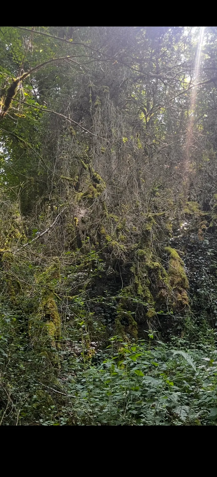 Parcelles de bois de 8567 m2 à Villeconin et Souzy-la-Briche 