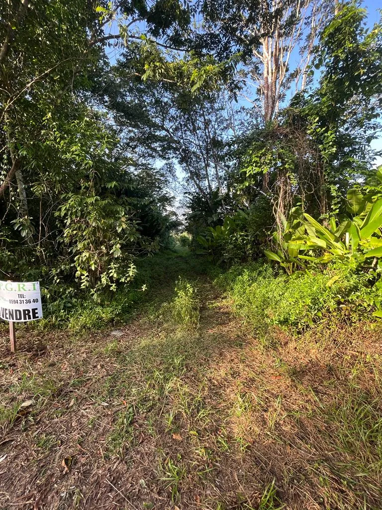 Parcelles de terrain à vendre à Stoupan, Matoury à partir de 75 000 € 