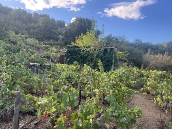 Vente d'un terrain agricole de 24 401 m² à Collioure