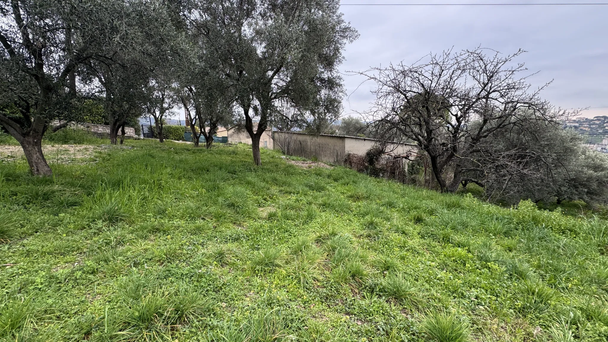 Terrain constructible à Grasse de 1695 m² avec permis de construire 