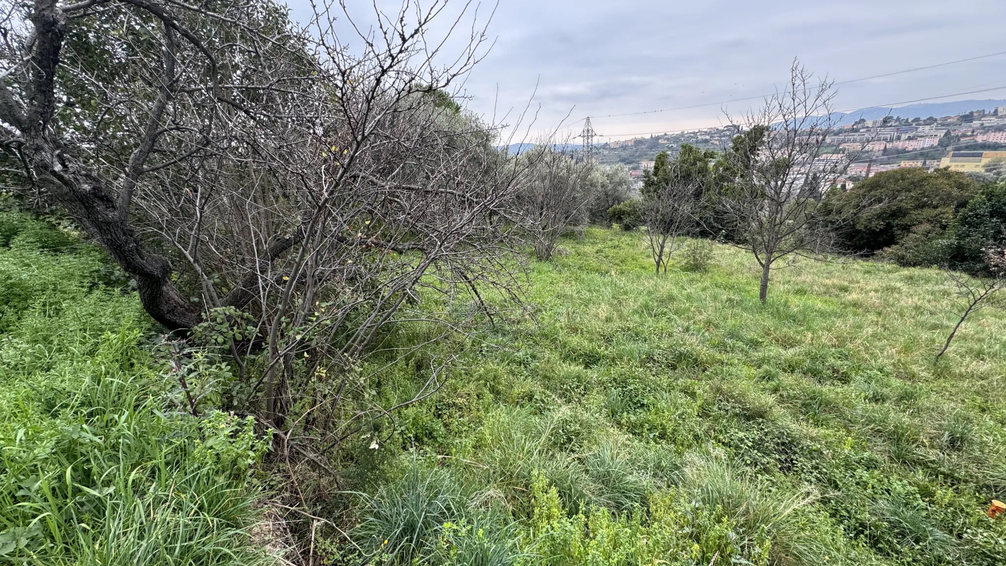 Terrain constructible à Grasse de 1695 m² avec permis de construire 