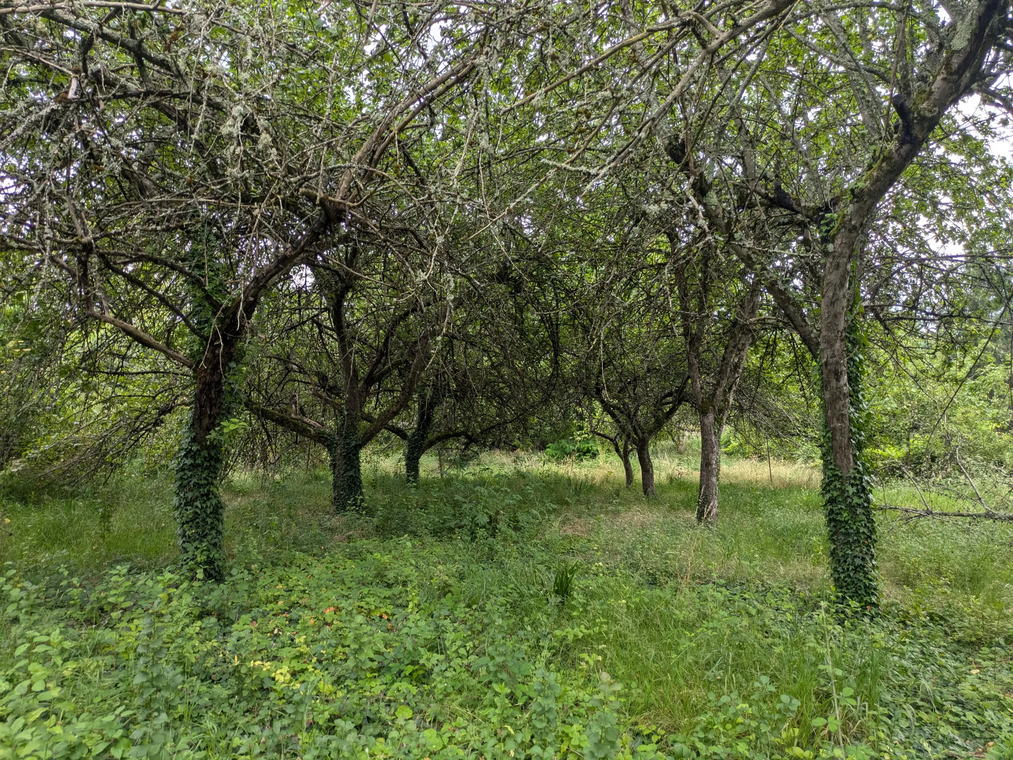 Terrain à bâtir à Challuy - 1938 m² - 29 € du m² 