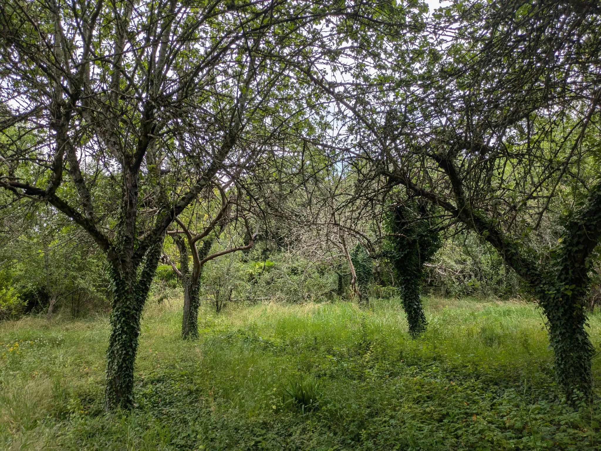 Terrain à bâtir à Challuy - 1938 m² - 29 € du m² 