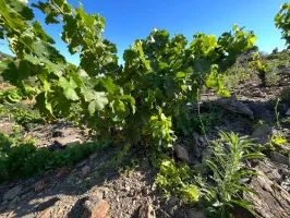 Terrain agricole à vendre à Port-Vendres - 6170 m² avec vignes 