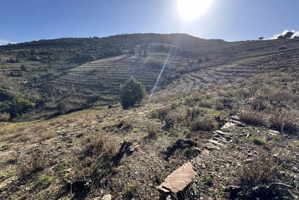 Terrain agricole à vendre à Port-Vendres - 6170 m² avec vignes 