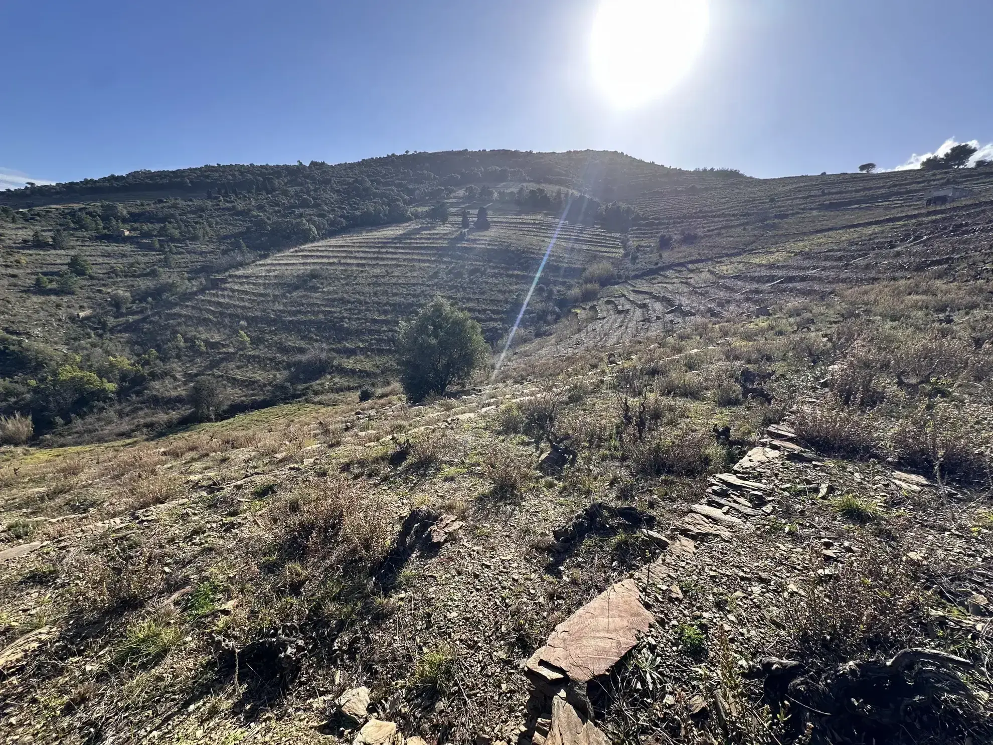 Terrain agricole à vendre à Port-Vendres - 6170 m² avec vignes 