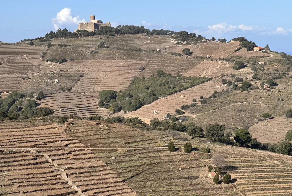 Terrain agricole à vendre à Port-Vendres - 6170 m² avec vignes 