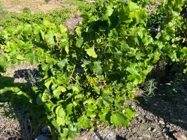 Terrain agricole à vendre à Port-Vendres - 6170 m² avec vignes 