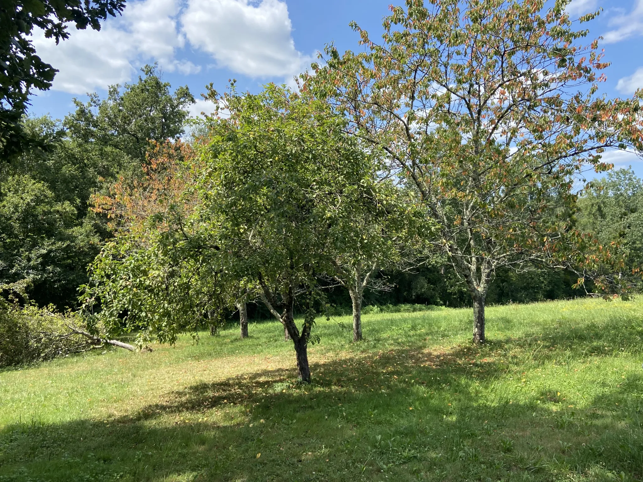 Ensemble immobilier avec deux maisons et un hangar à Castelnau d'Auzan 