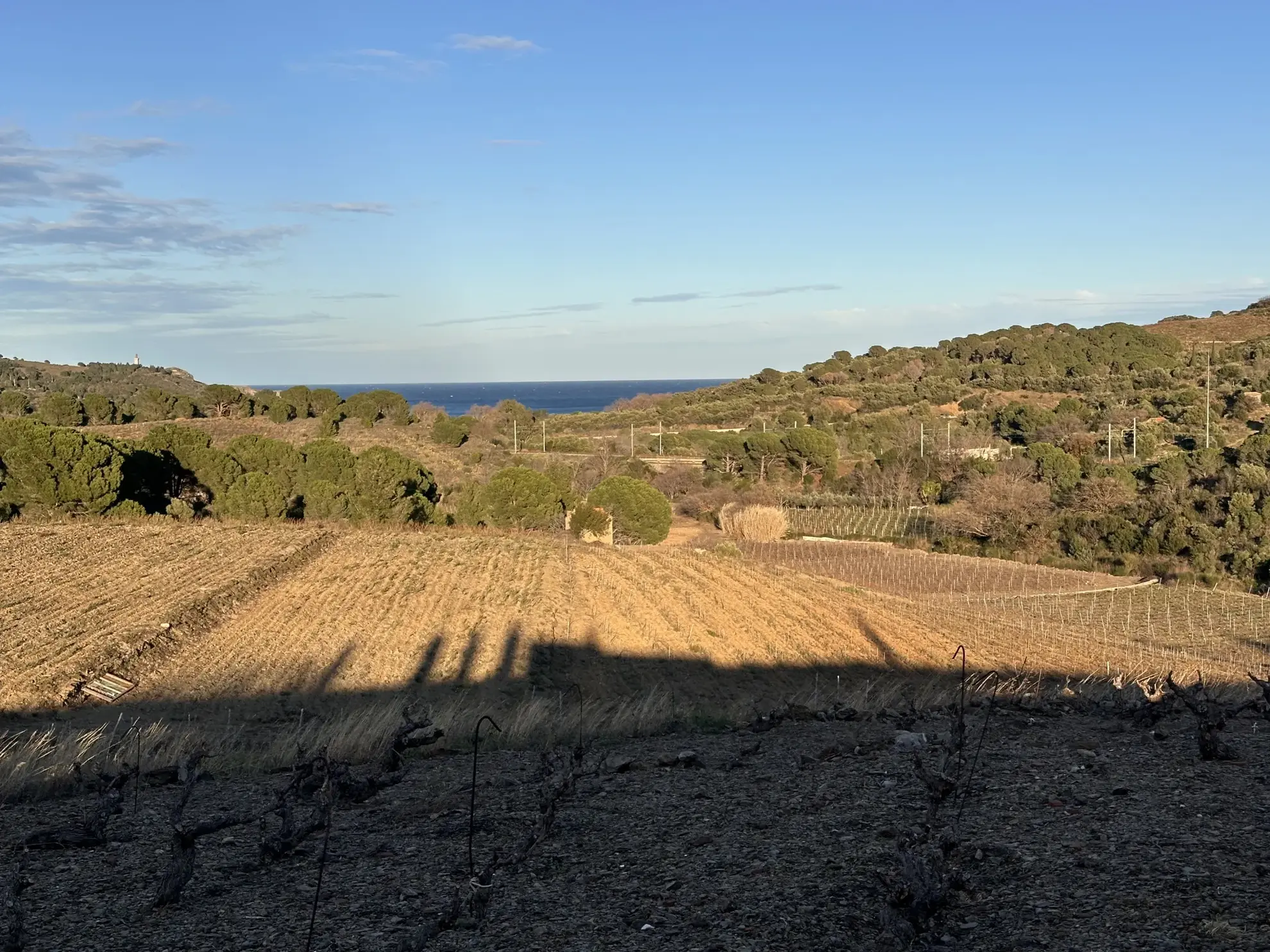 Achat d'une terre agricole de 5505 m² à Port-Vendres 