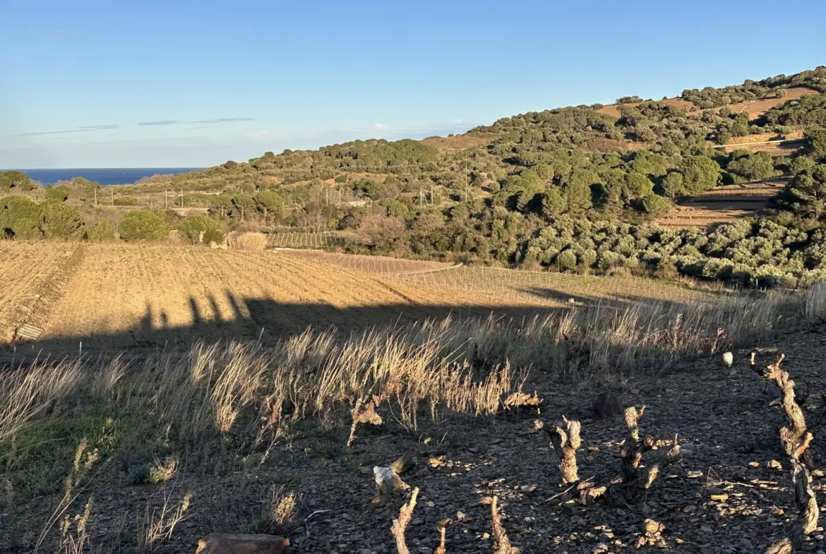 Achat d'une terre agricole de 5505 m² à Port-Vendres 