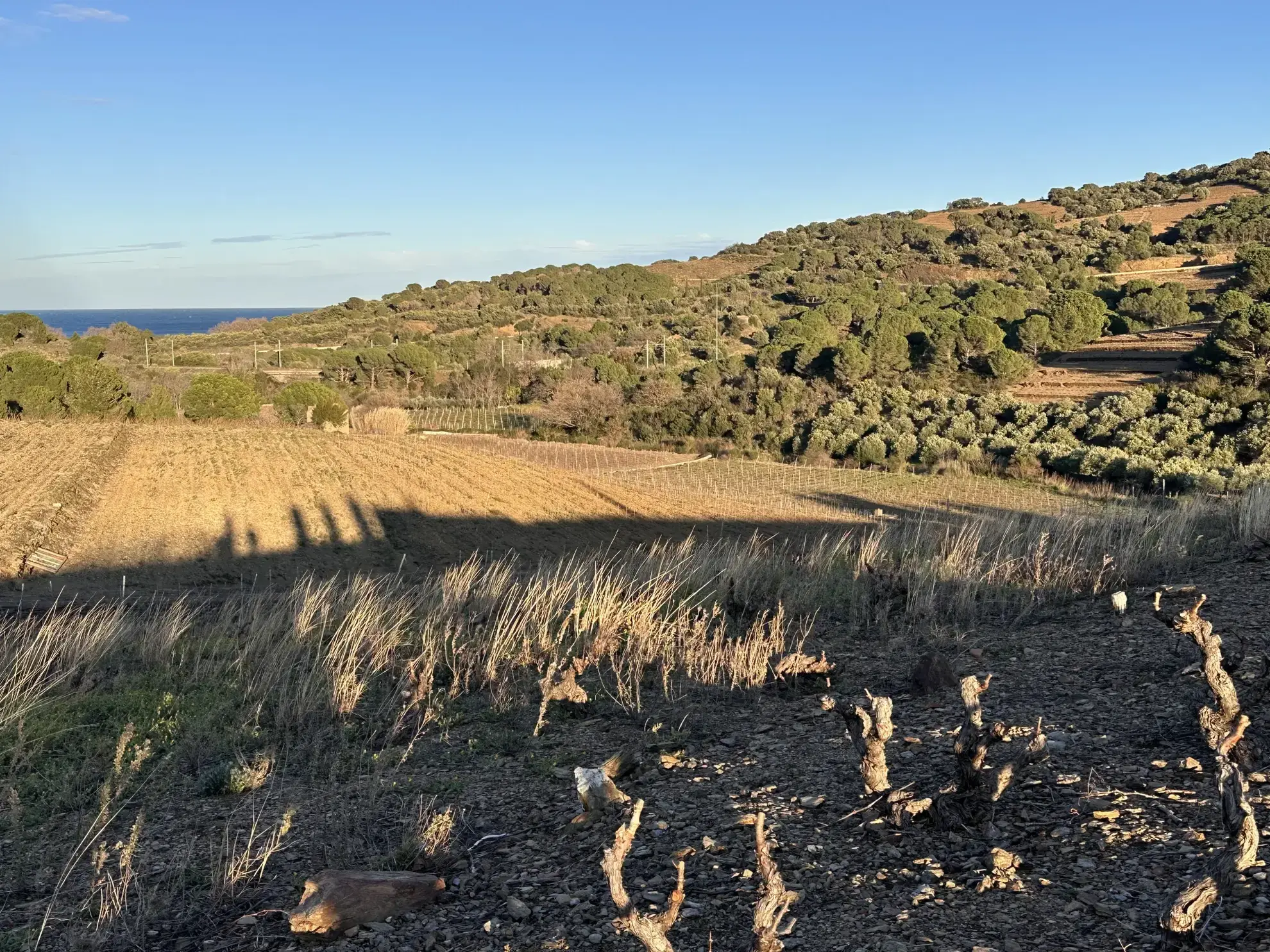 Achat d'une terre agricole de 5505 m² à Port-Vendres 