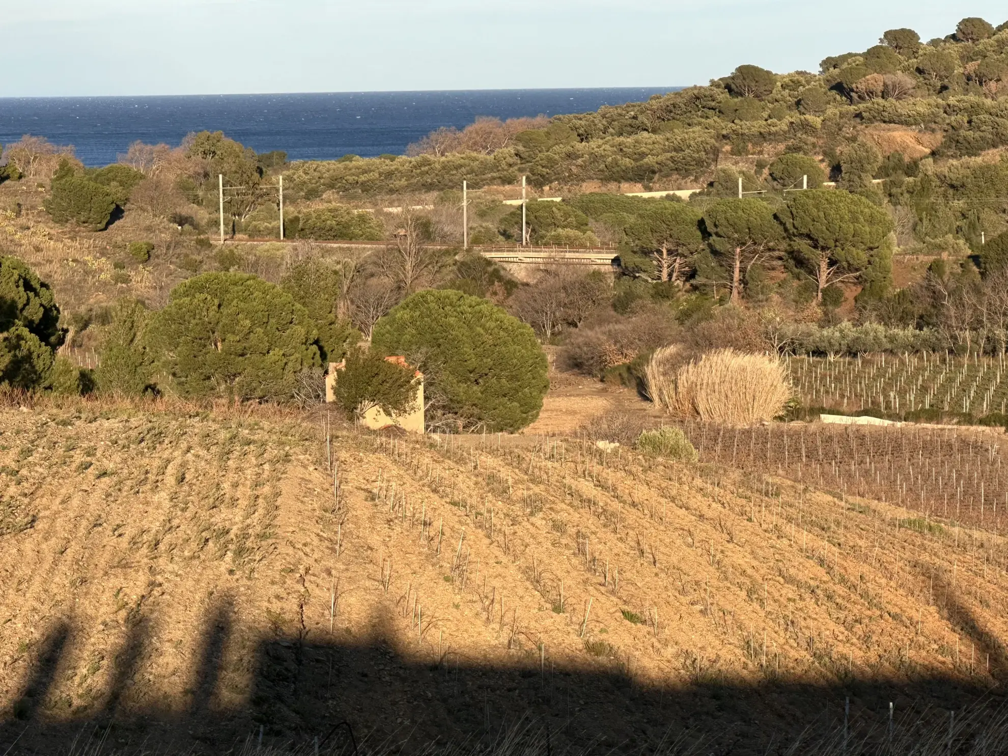 Achat d'une terre agricole de 5505 m² à Port-Vendres 