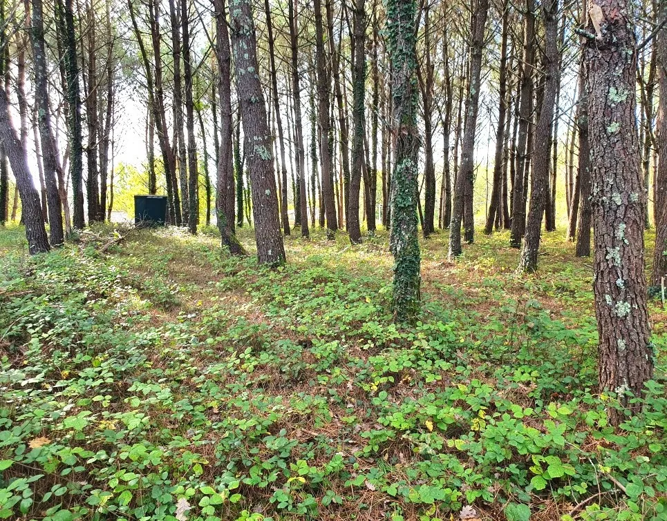 Terrain à bâtir de 5395 m² à Saint-Germain-du-Salembre en Dordogne 