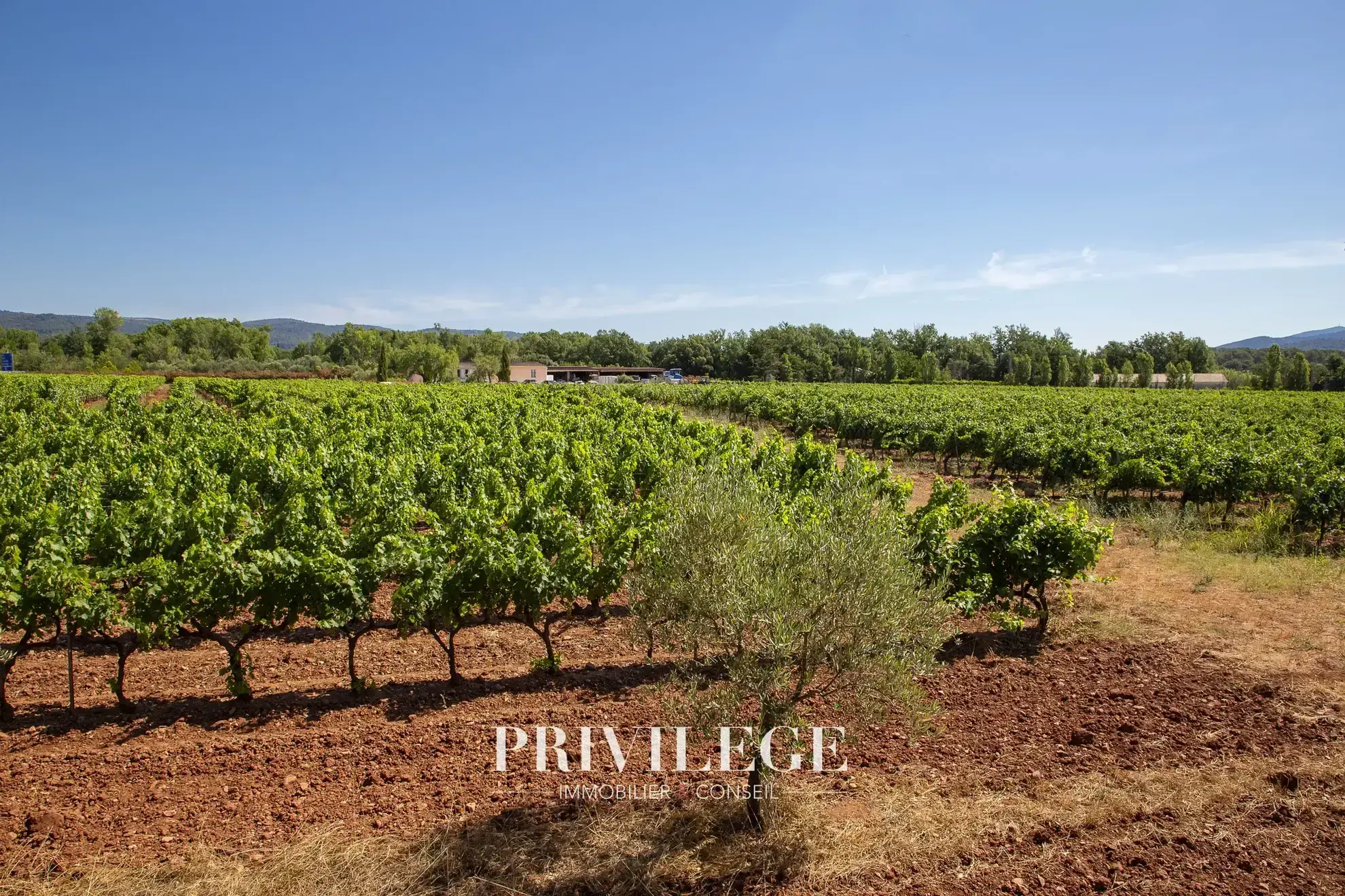 Vente d'un Vignoble Renommé en Provence avec Plus de 100 Hectares 