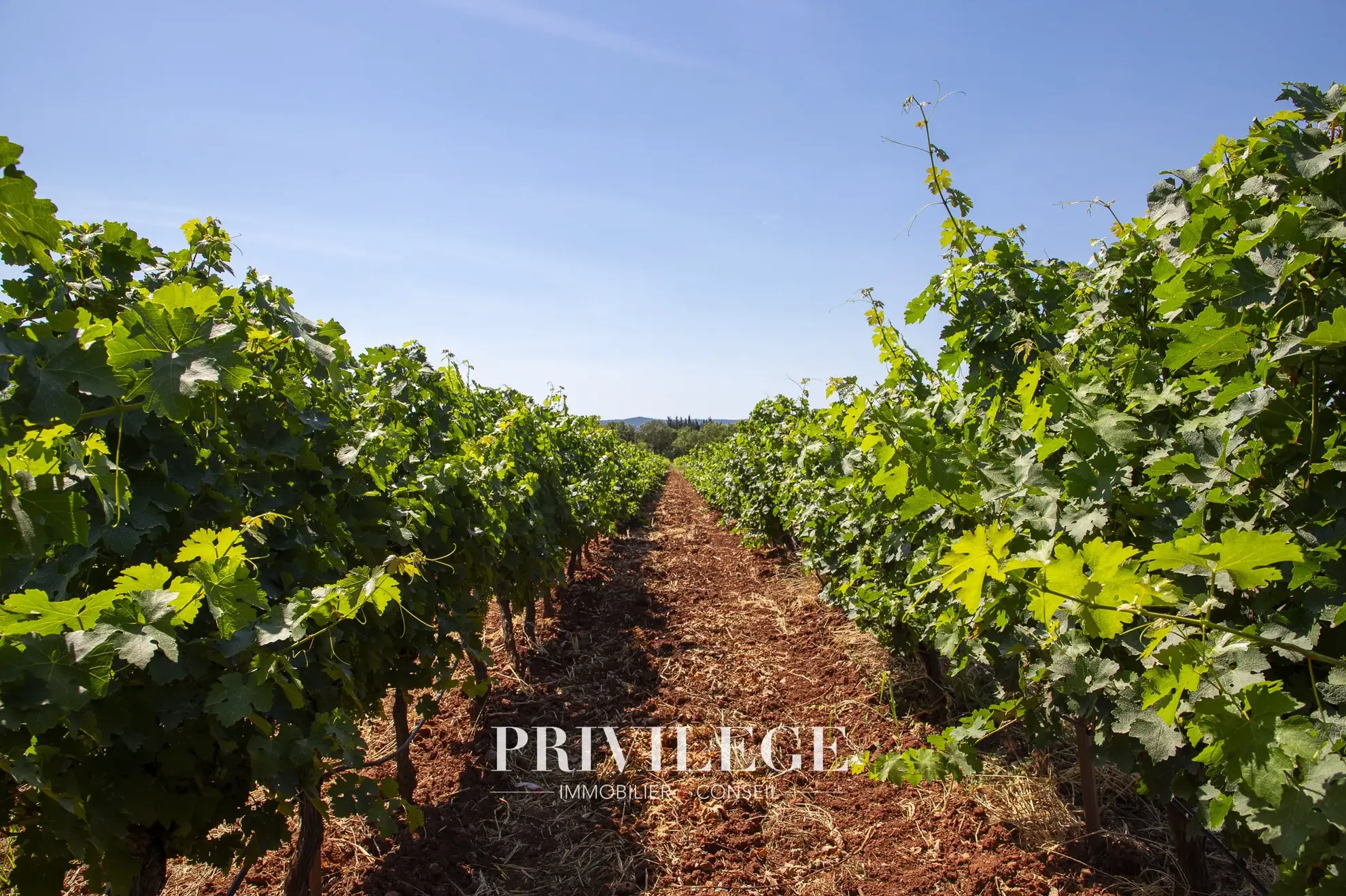 Vente d'un Vignoble Renommé en Provence avec Plus de 100 Hectares 