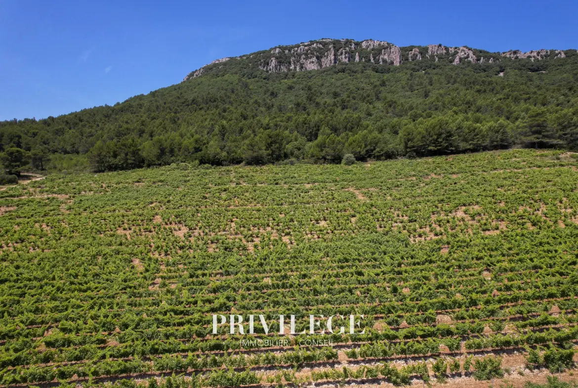 Vente d'un Vignoble Renommé en Provence avec Plus de 100 Hectares 