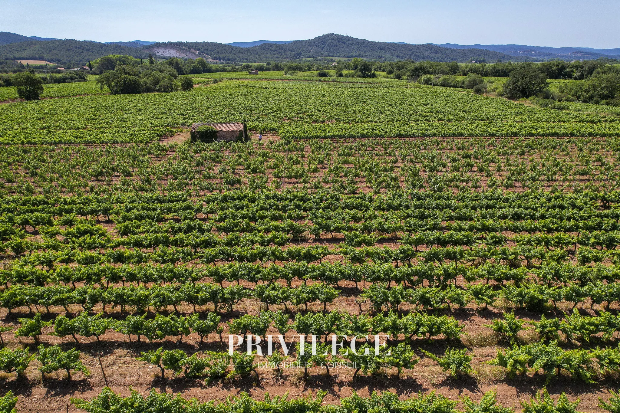 Vente d'un Vignoble Renommé en Provence avec Plus de 100 Hectares 