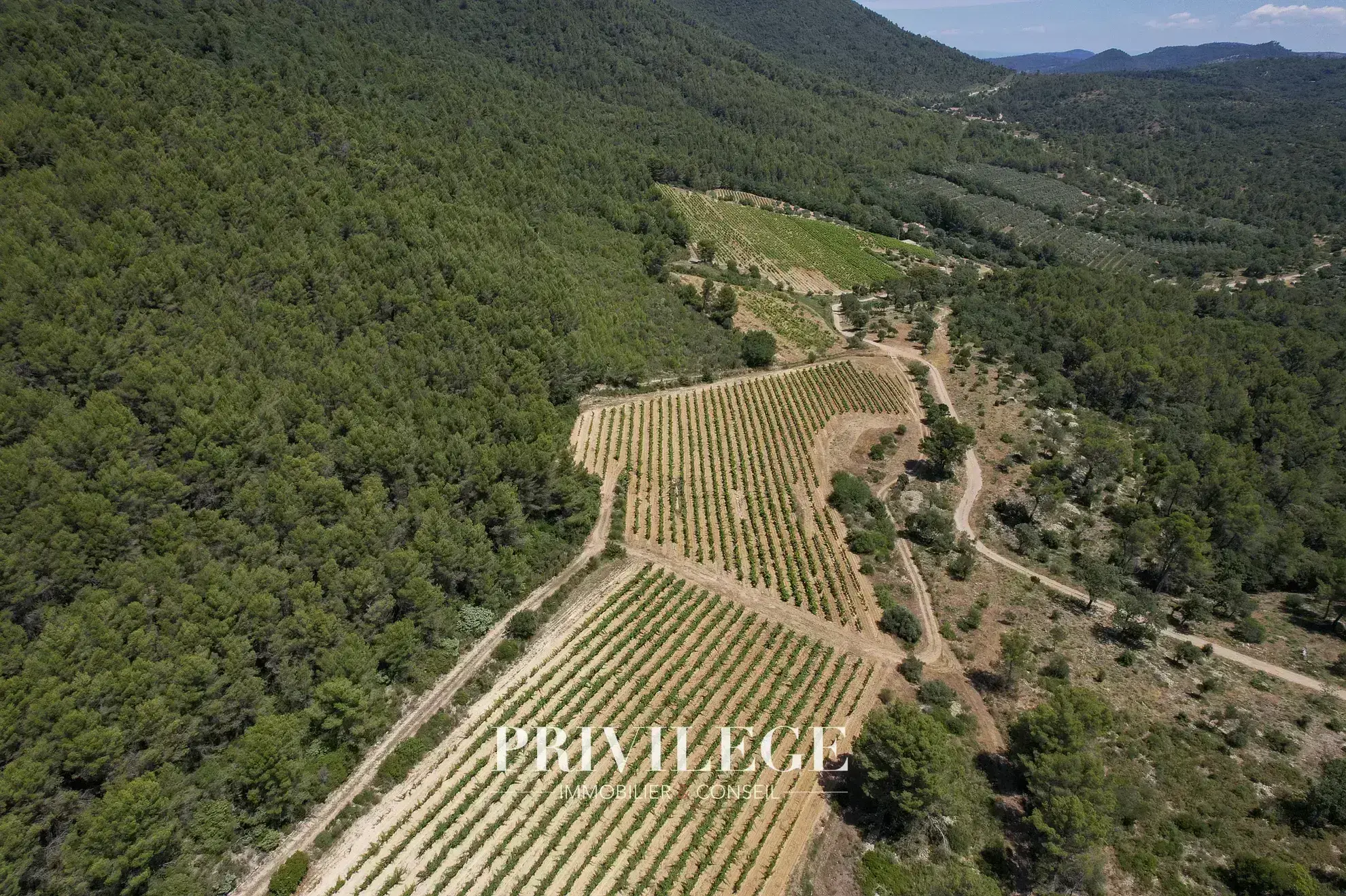 Vente d'un Vignoble Renommé en Provence avec Plus de 100 Hectares 