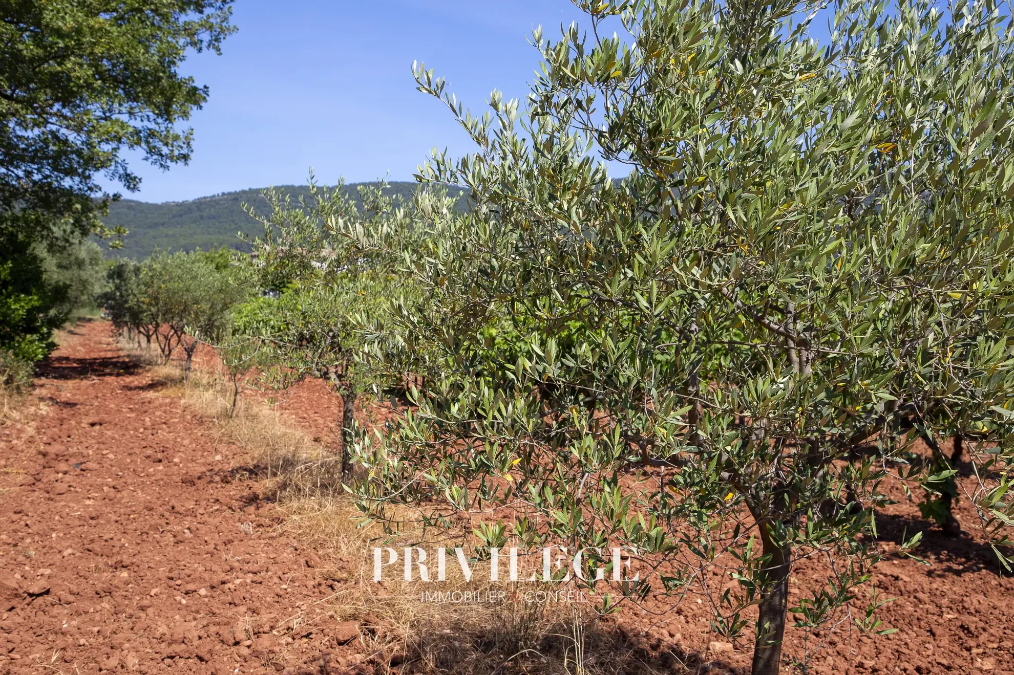 Vente d'un Vignoble Renommé en Provence avec Plus de 100 Hectares 